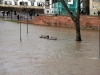 Hochwasser in Frankfurt