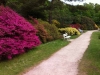 Rhododendron-Park in Graal-Müritz